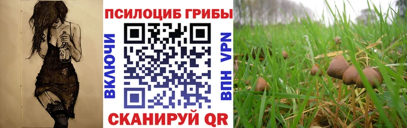 Псилоцибиновые грибы Psilocybine cubensis  Купить  Никольское 